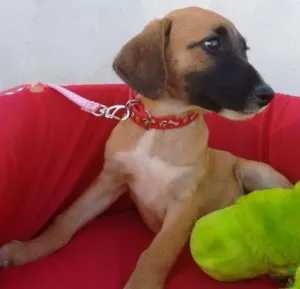 Cachorro raça SRD idade 2 a 6 meses nome JADE