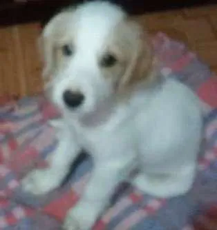 Cachorro raça indefinida idade  nome charles braulio,snop