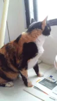Mel