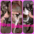 Mileide, Nina, eBela
