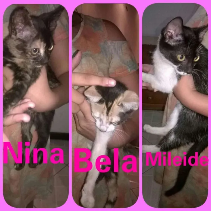 Gato raça Vira- latas  idade 2 a 6 meses nome Mileide, Nina, eBela