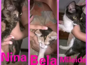 Gato raça Vira- latas  idade 2 a 6 meses nome Mileide, Nina, eBela