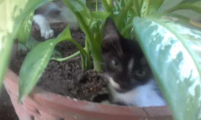 Gato ra a Não definida  idade Abaixo de 2 meses nome Flor