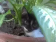 Flor