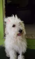 Belinha