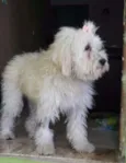 Belinha