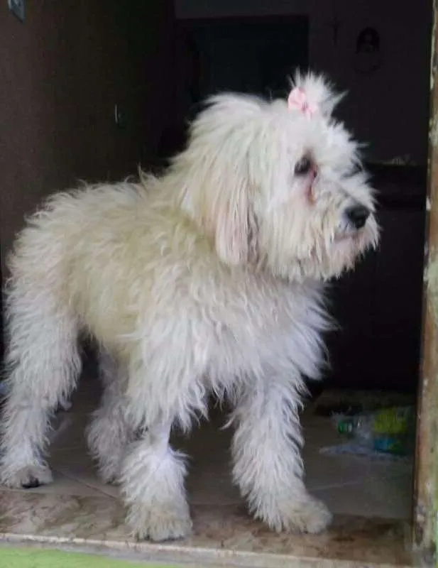 Cachorro ra a Poodle idade 1 ano nome Belinha