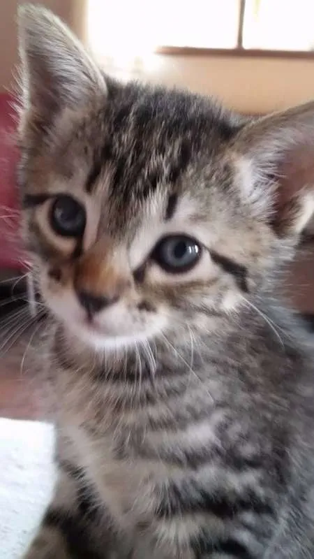 Gato ra a SRD idade 2 a 6 meses nome Sem nomes