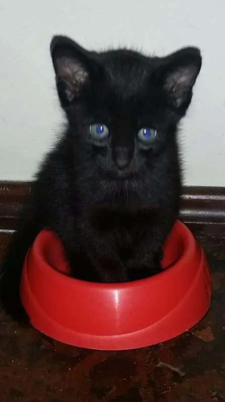 Gato ra a SRD idade 2 a 6 meses nome Sem nomes