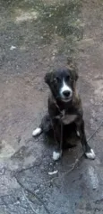 Cachorro raça Vira-lata idade 2 a 6 meses nome Maggy