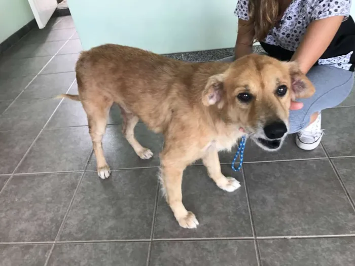 Cachorro ra a Srd idade 6 ou mais anos nome Spok