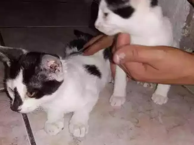 Gato ra a  idade 2 a 6 meses nome Rubir
