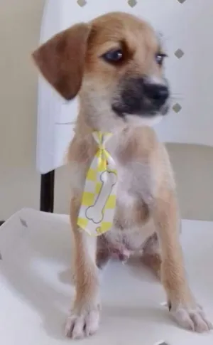 Cachorro raça FILHOTE DE BASSET idade 2 a 6 meses nome BEGINHO
