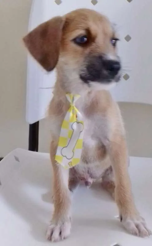 Cachorro ra a FILHOTE DE BASSET idade 2 a 6 meses nome BEGINHO