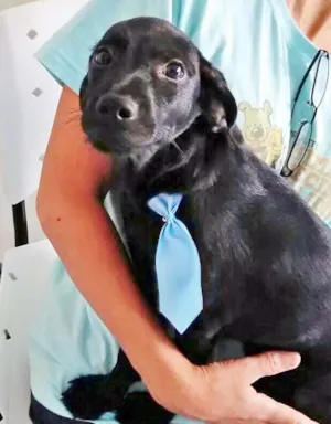 Cachorro raça FILHOTE DE BASSET idade 2 a 6 meses nome NEGRINHO LINDO
