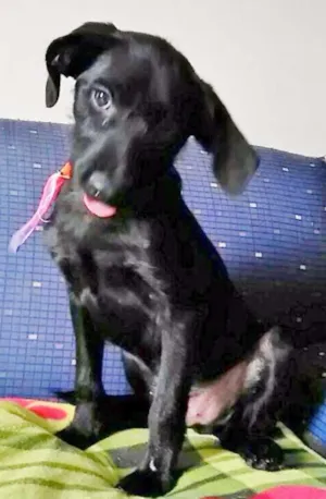 Cachorro raça FILHOTE DE BASSET idade 2 a 6 meses nome NEGRINHO FOFO