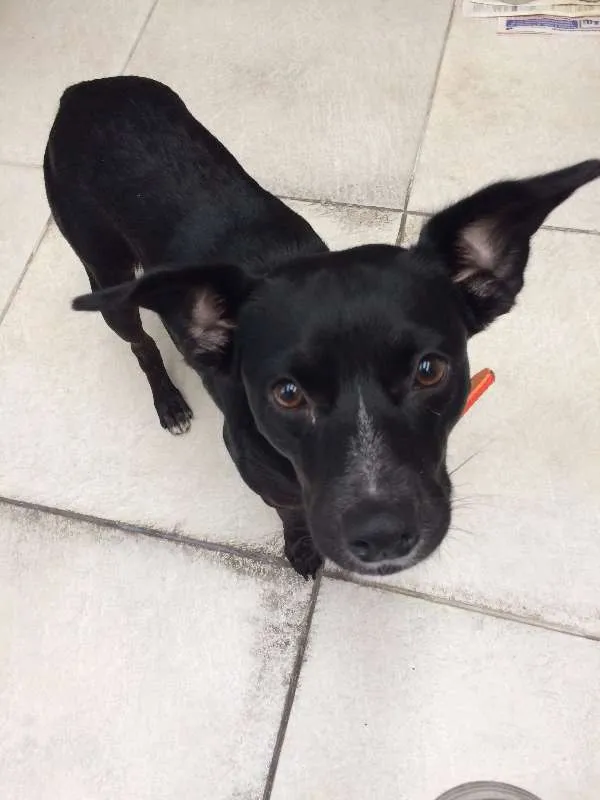 Cachorro ra a SRD idade 2 anos nome Negao