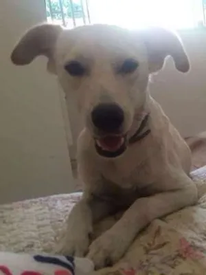 Cachorro raça Srd idade 7 a 11 meses nome Dakota