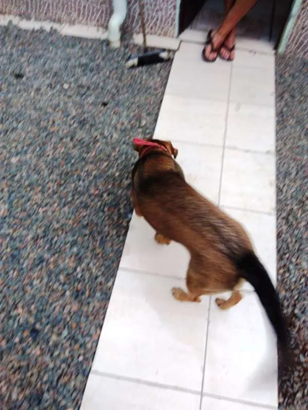 Cachorro raça RND idade 1 ano nome AISHA