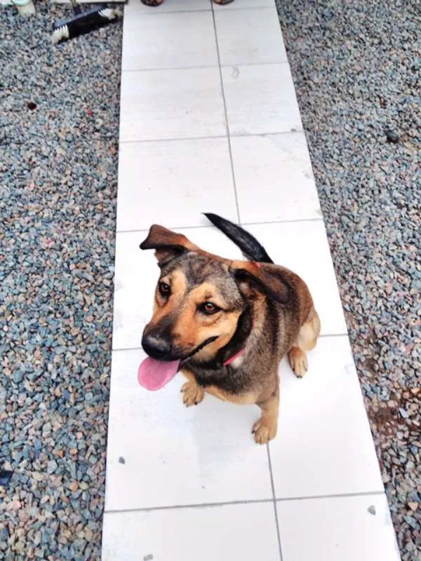 Cachorro raça RND idade 1 ano nome AISHA