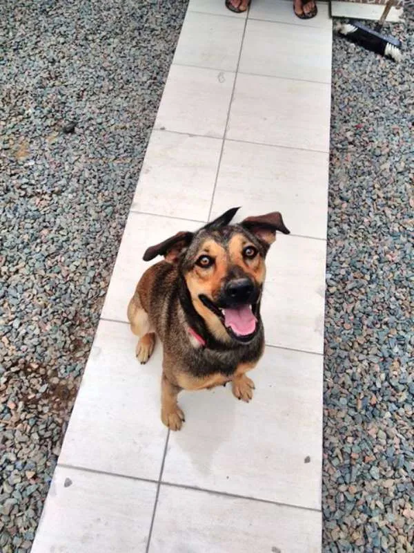 Cachorro raça RND idade 1 ano nome AISHA