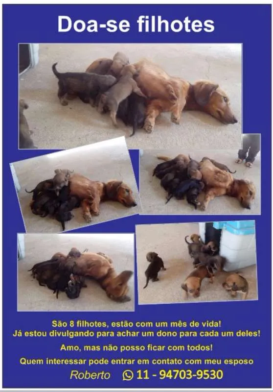Cachorro ra a srd idade Abaixo de 2 meses nome Não tem