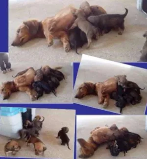 Cachorro raça srd idade Abaixo de 2 meses nome Não tem
