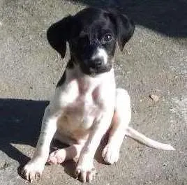 Cachorro raça Vira lata idade 2 a 6 meses nome Sem nome ainda