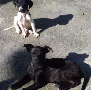 Cachorro raça Vira lata  idade 2 a 6 meses nome Sem nome ainda