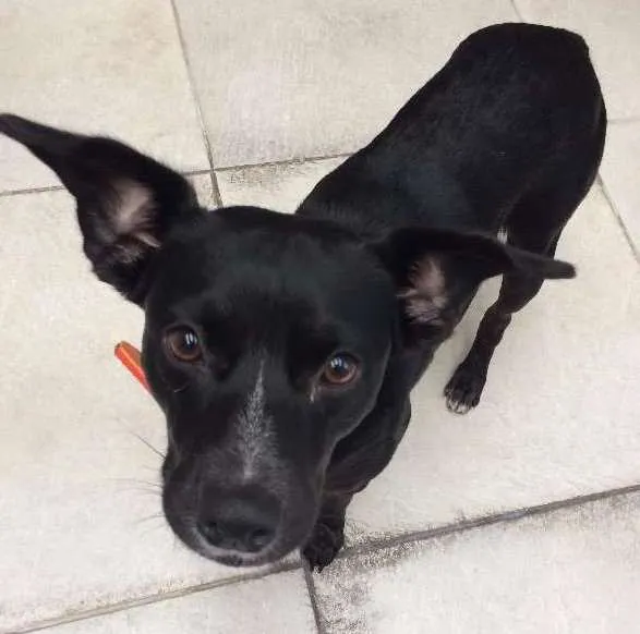 Cachorro ra a SRD idade 2 anos nome Negao