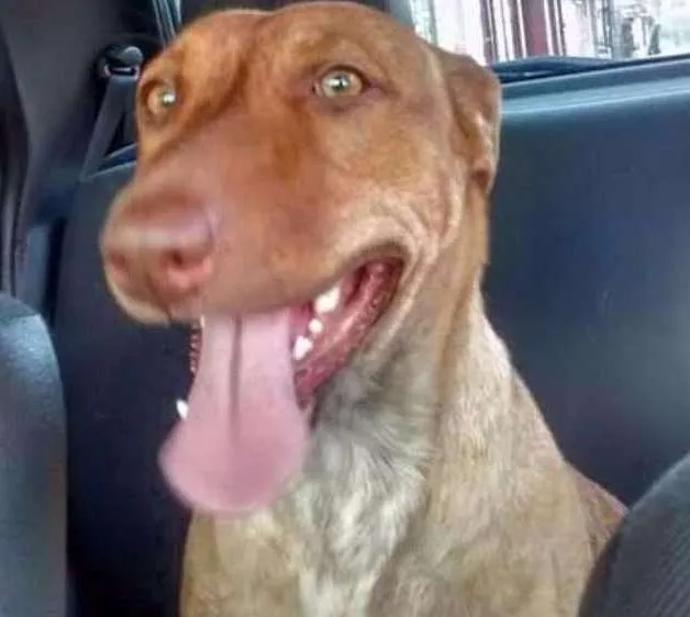 Cachorro ra a Srd idade 2 anos nome Mel