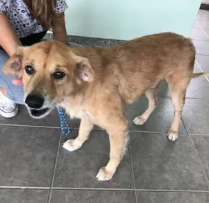 Cachorro raça Srd idade 6 ou mais anos nome Spok