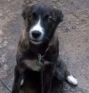 Cachorro raça Vira-lata idade 2 a 6 meses nome Maggy