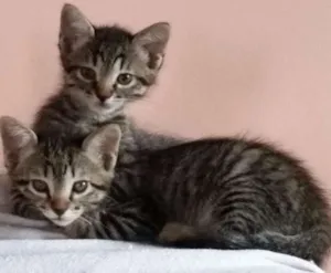 Gato raça SRD idade 2 a 6 meses nome Sem nomes