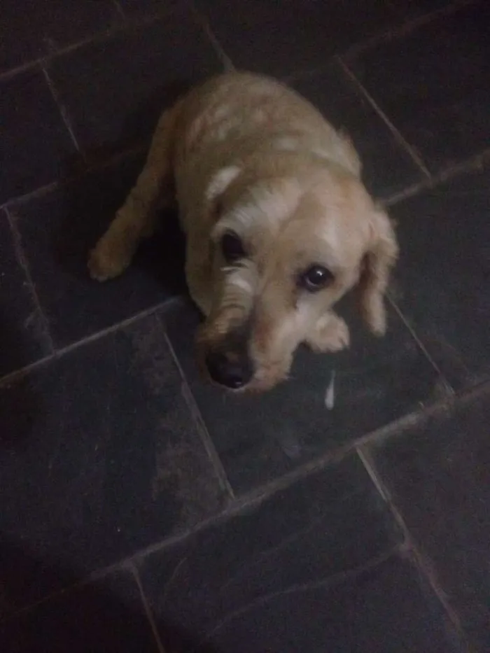 Cachorro ra a SRD idade 6 ou mais anos nome Régis