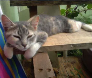Gato raça sdr idade 2 a 6 meses nome Lily