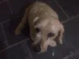Régis