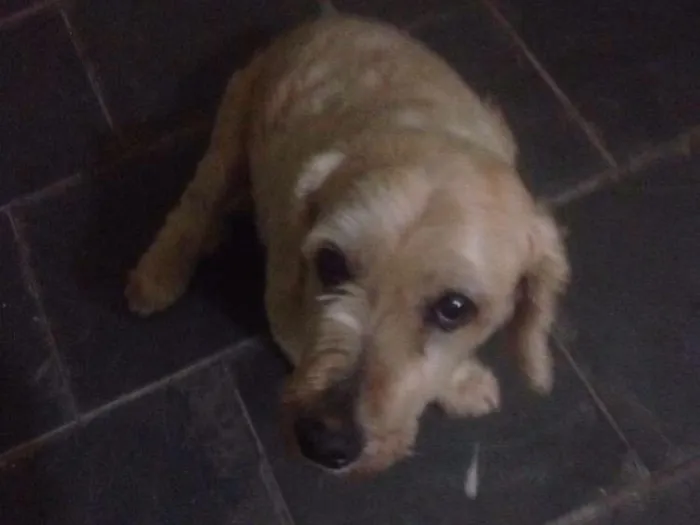 Cachorro ra a SRD idade 6 ou mais anos nome Régis