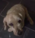 Régis