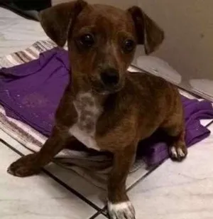 Cachorro raça  idade 2 a 6 meses nome Sem nome