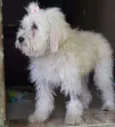 Belinha
