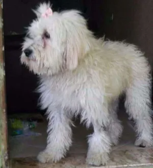 Cachorro raça Poodle idade 1 ano nome Belinha