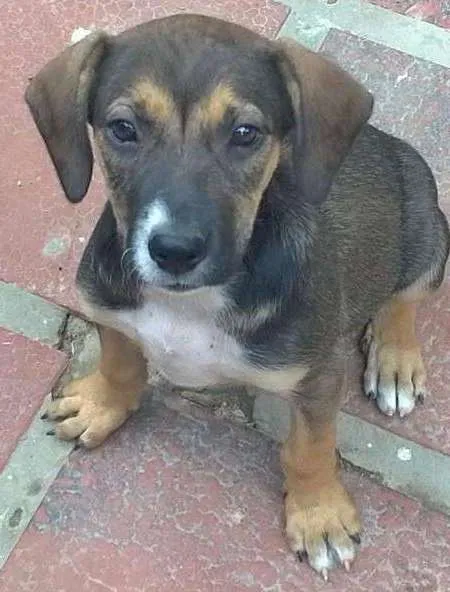 Cachorro ra a sem raça definida idade 2 a 6 meses nome Penélope