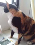 Mel