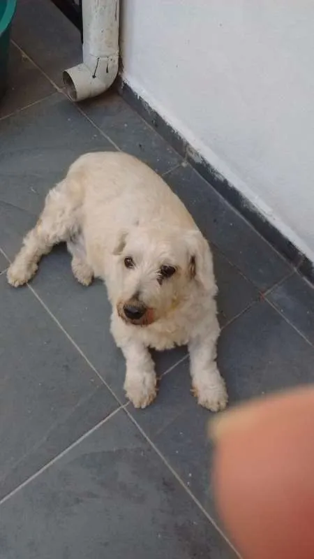 Cachorro ra a SRD idade 6 ou mais anos nome Régis