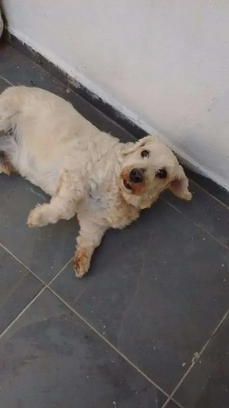 Cachorro ra a SRD idade 6 ou mais anos nome Régis