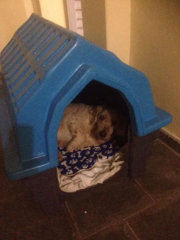 Cachorro ra a SRD idade 6 ou mais anos nome Régis