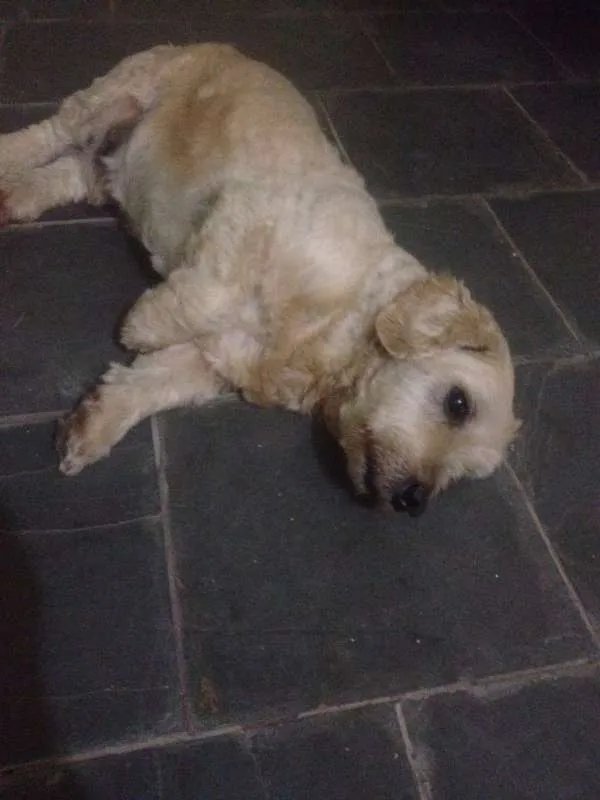 Cachorro ra a SRD idade 6 ou mais anos nome Régis