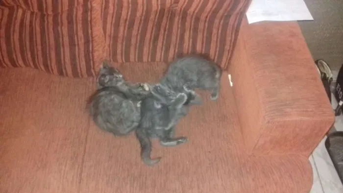 Gato raça Sem raça definida idade 2 a 6 meses nome Fifi, marri, bidu