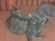 Fifi, marri, bidu
